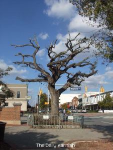One of the Toomers Oaks, November 2012